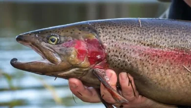 Red spotted trout