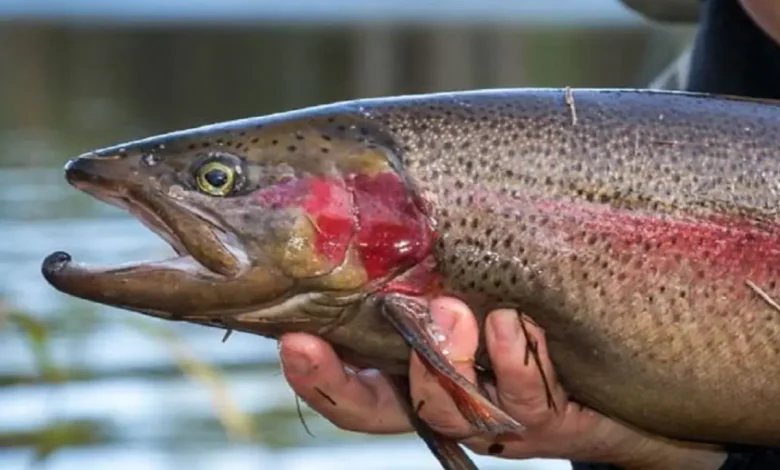 Red spotted trout